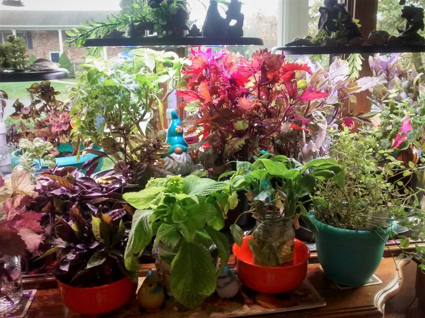 AeroGarden Bounty Basic - Indoor Garden with LED Grow Light, Black customer photo 2