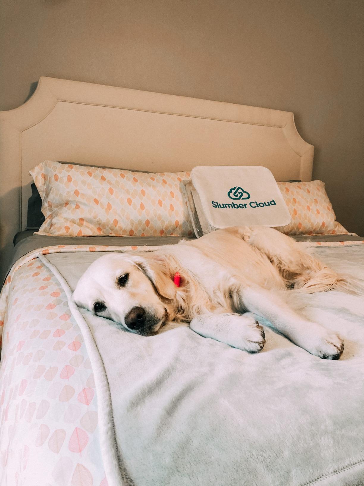 SLUMBER CLOUD Lightweight Comforter - NASA Temperature Regulation Technology - Down Alternative Cooling Comforter - Hypoallergenic White Queen customer photo 1