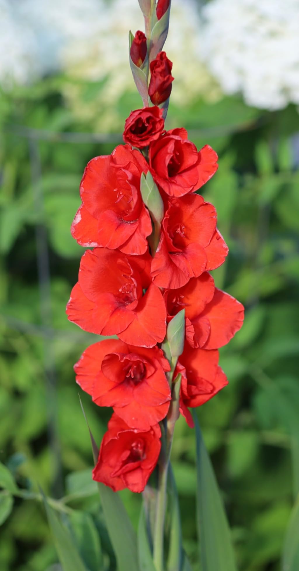 Canon RF 85mm F2 Macro is STM, Compact Medium-Telephoto Lens customer photo 2