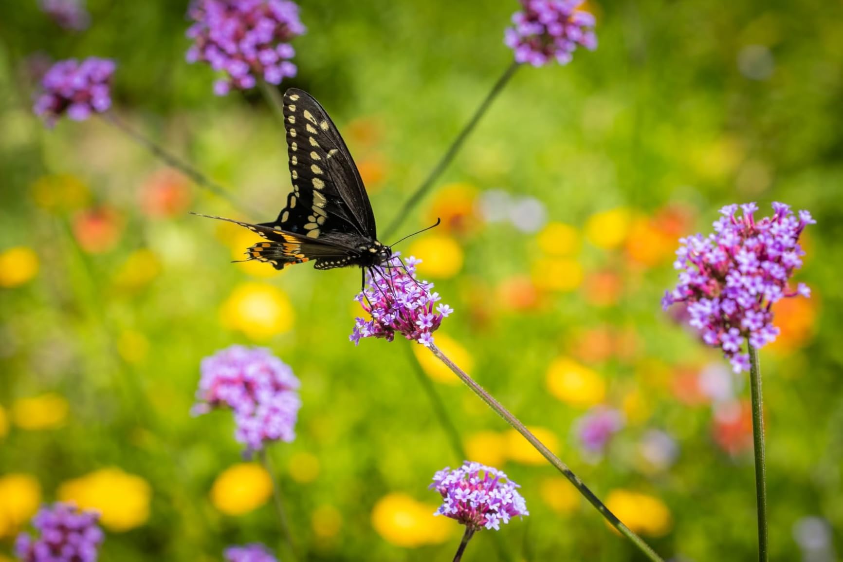 Canon RF100mm F2.8 L Macro is USM Lens customer photo 1
