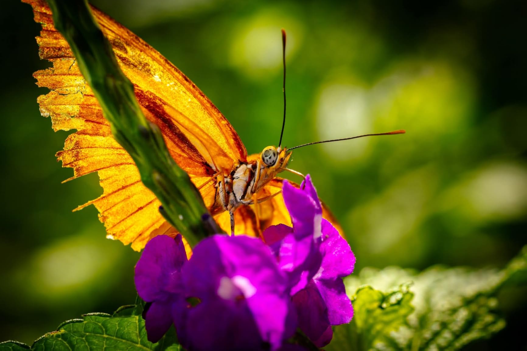 Canon RF100mm F2.8 L Macro is USM Lens customer photo 2