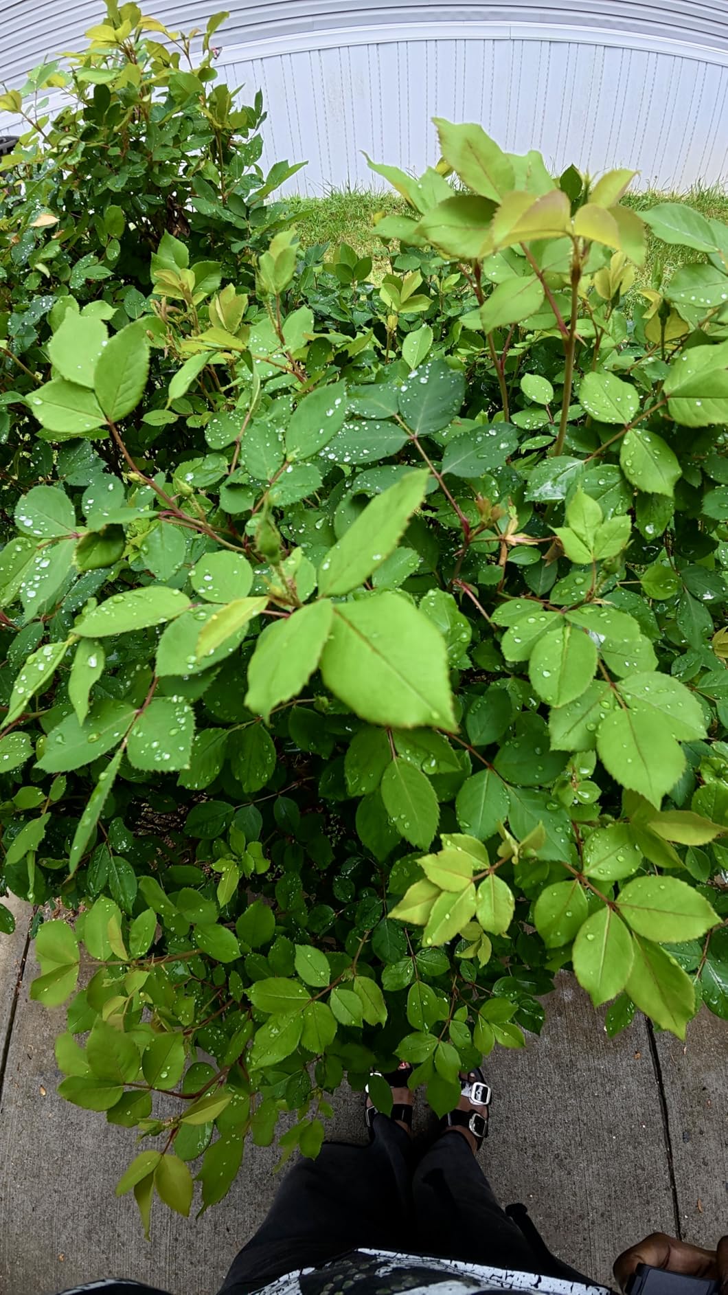 DJI Osmo Nano Standard Combo (128GB), 4K Wearable Camera, 1/1.3