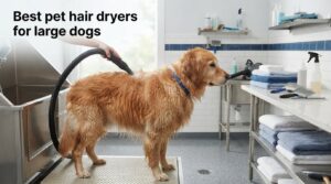 Best pet hair dryers for large dogs
