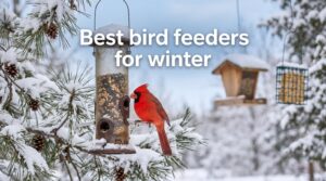 Best bird feeders for winter