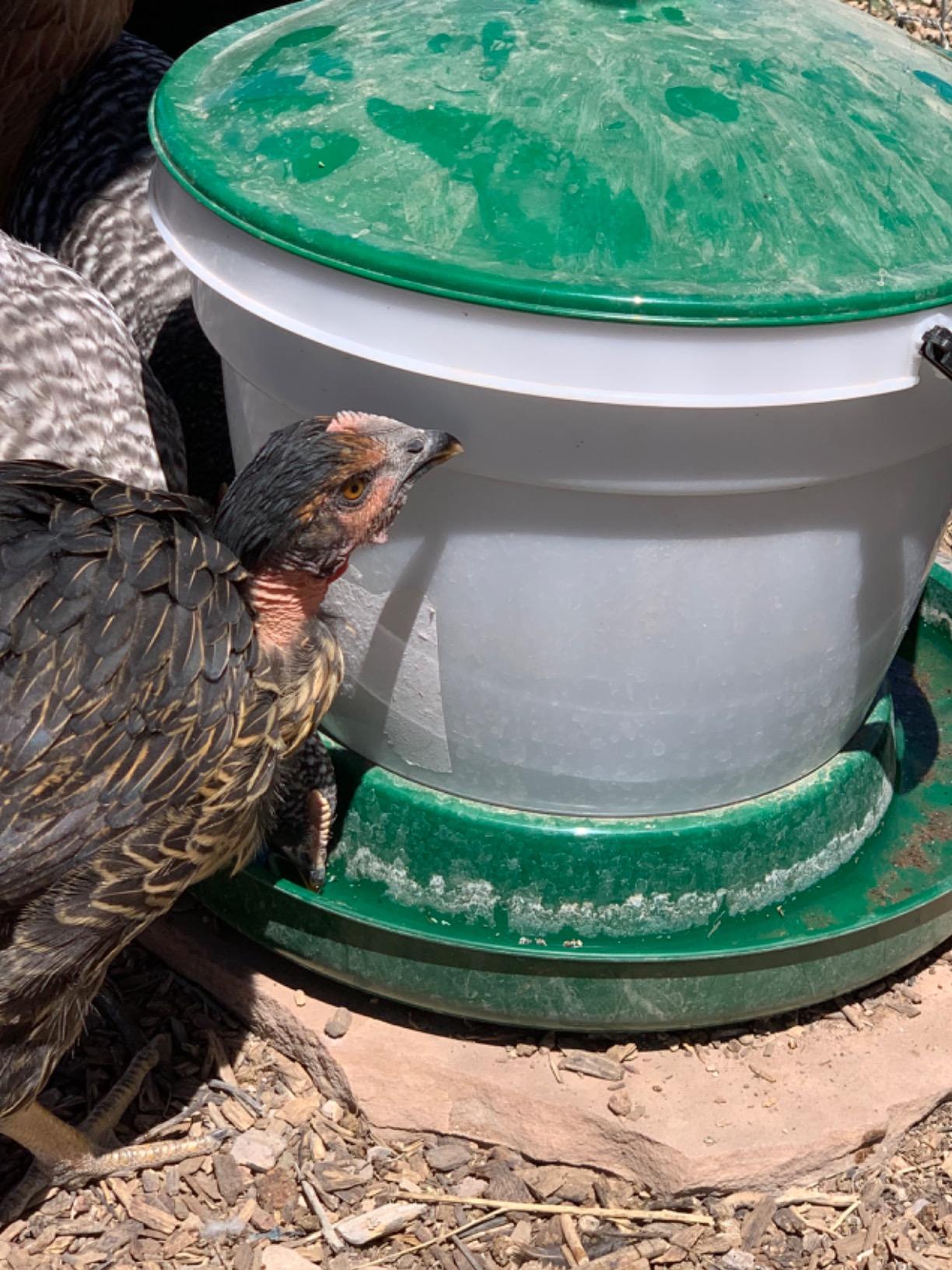 Harris Farms Easy-Fill Poultry Drinker, NO BPA Plastic, 6.25 Gallon | Large Capacity Poultry Drinker, Top-Fill Design, Durable NO BPA Plastic Construction, Ideal for Chickens & Backyard Flocks customer photo 2