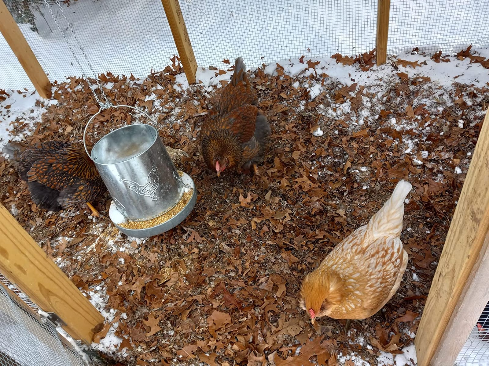 Harris Farms 1000293 Galvanized Hanging Poultry Feeder, 15 lbs, Metal customer photo 2