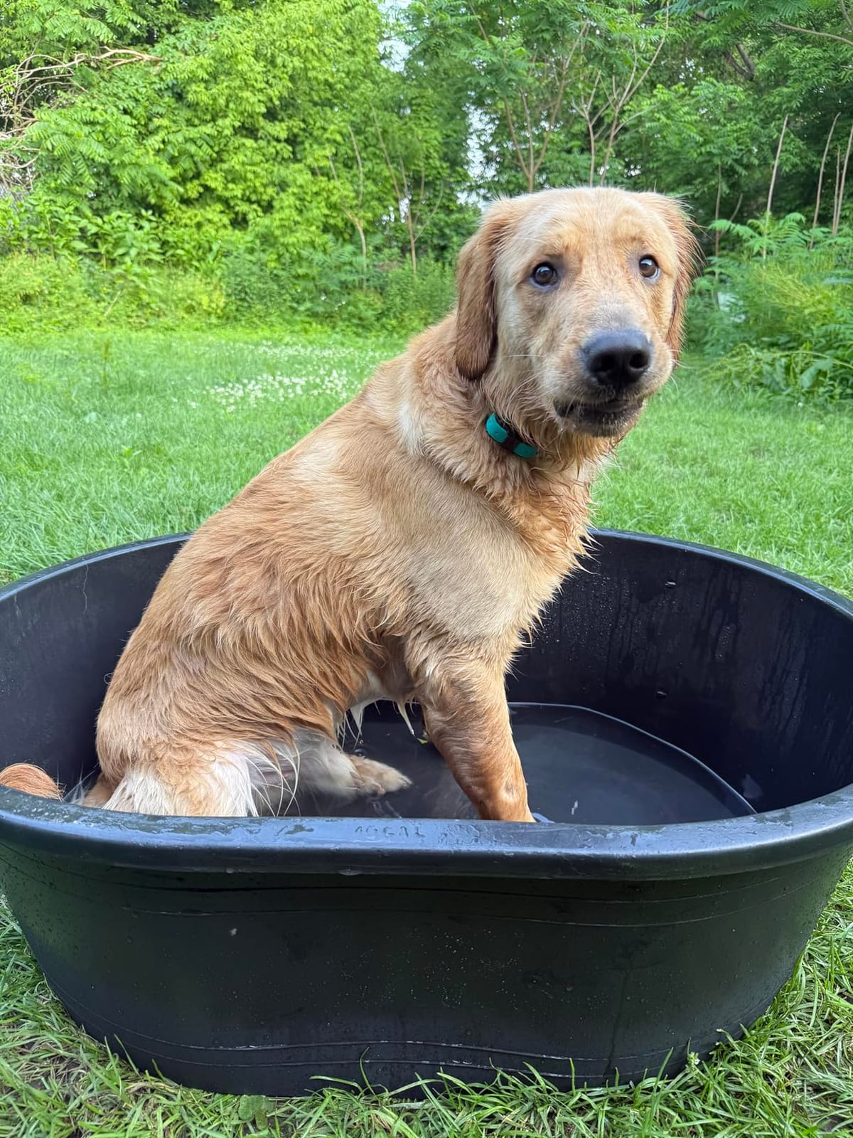 Little Giant® Poly Oval Stock Tank | Water Trough | Plastic Pond Tub | Heavy Duty Feeding & Watering Trough for Livestock | 150 Gallons customer photo 1