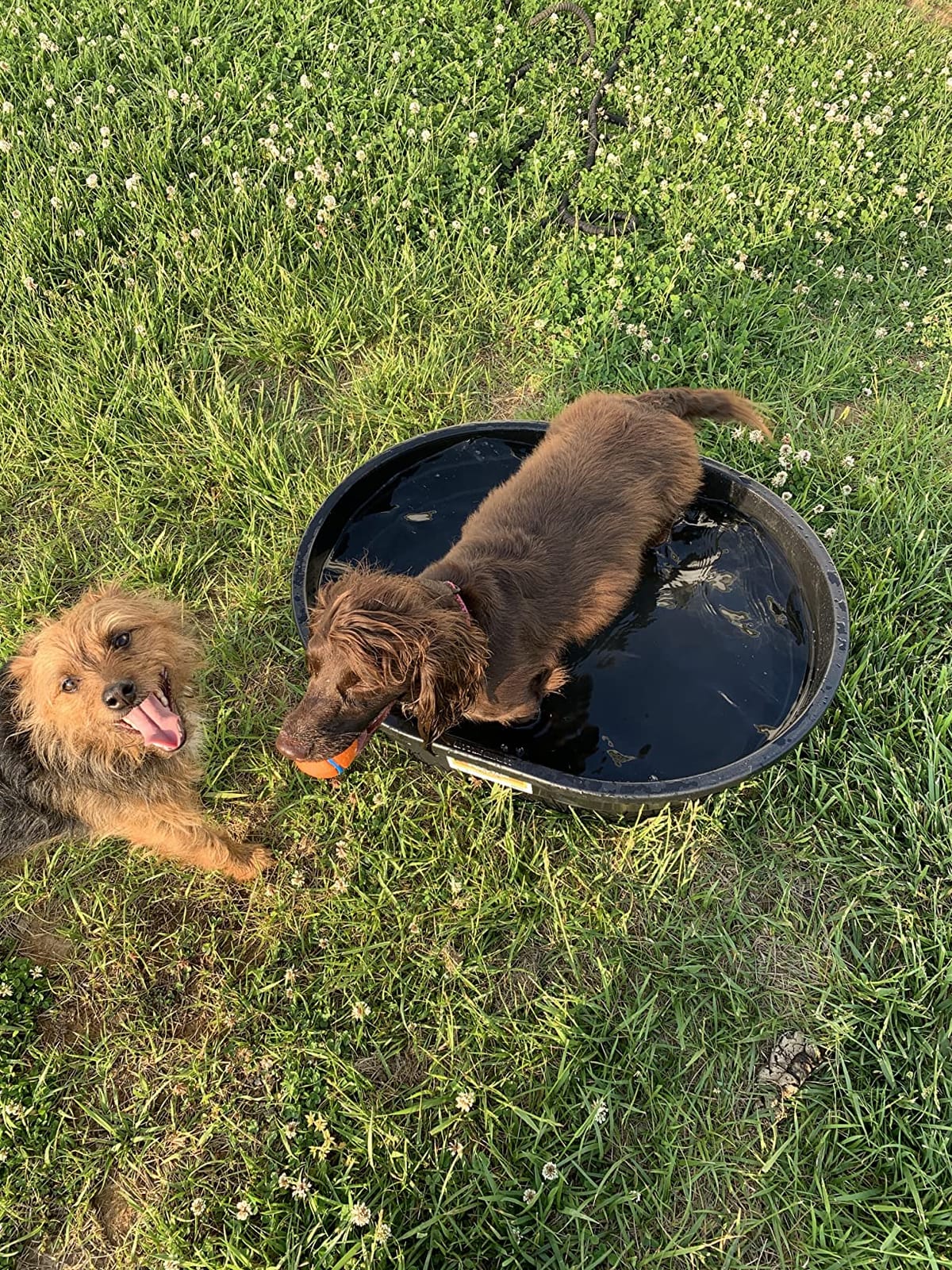 Little Giant® Poly Oval Stock Tank | Water Trough | Plastic Pond Tub | Heavy Duty Feeding & Watering Trough for Livestock | 150 Gallons customer photo 2