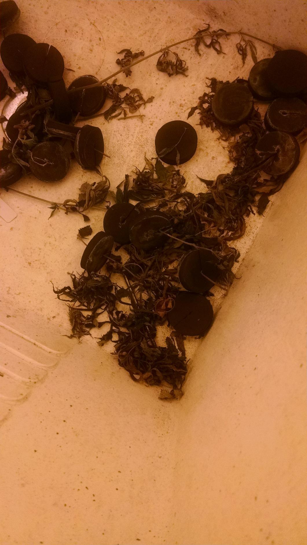36 Site Aeroponic Cloning Machine. Expect 100% Success Rates! customer photo 1
