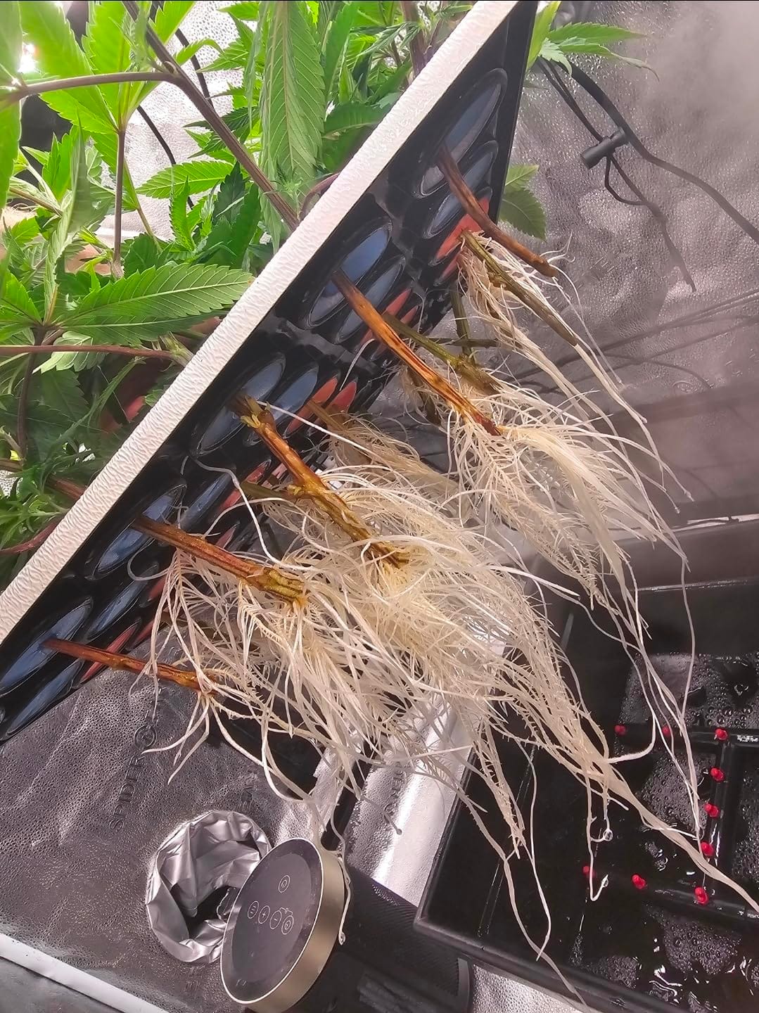 36 Site Aeroponic Cloning Machine. Expect 100% Success Rates! customer photo 2