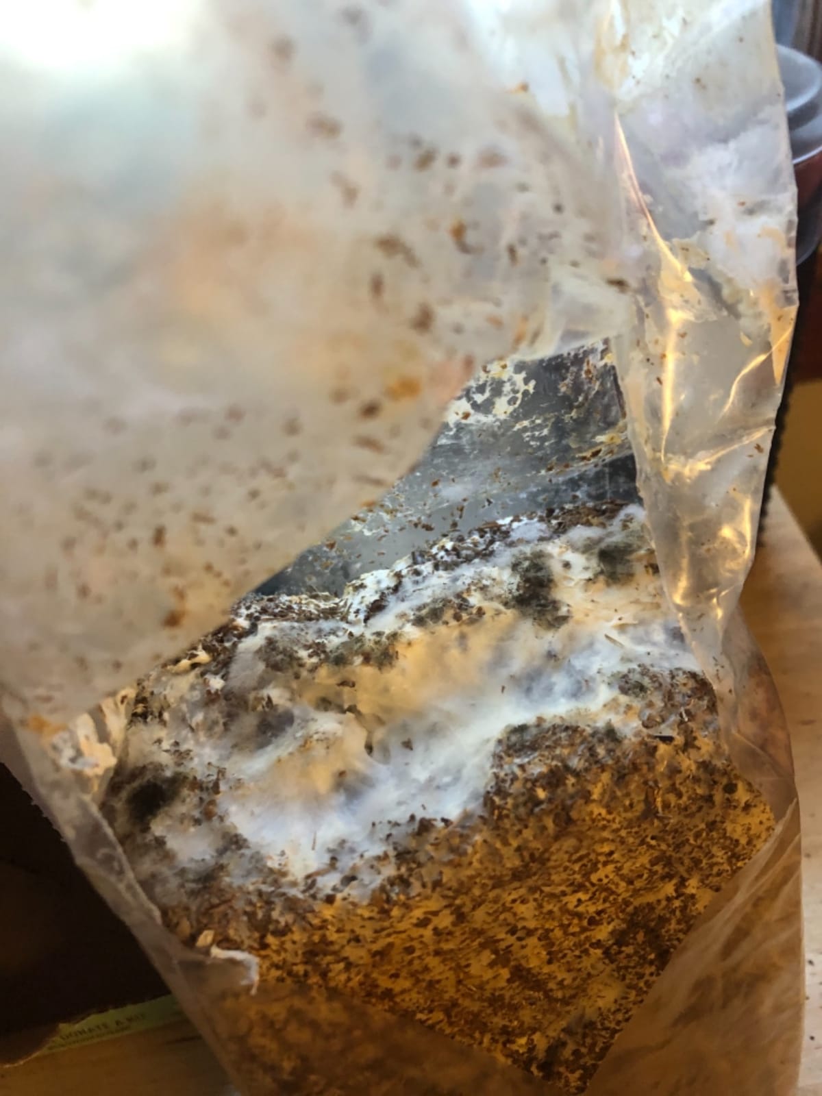 Back to the Roots Organic Oyster Mushroom Grow Kit, Harvest Gourmet Mushrooms In 10 Days customer photo 1