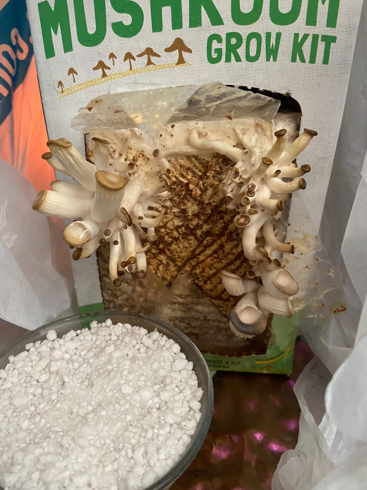 Back to the Roots Organic Oyster Mushroom Grow Kit, Harvest Gourmet Mushrooms In 10 Days customer photo 2