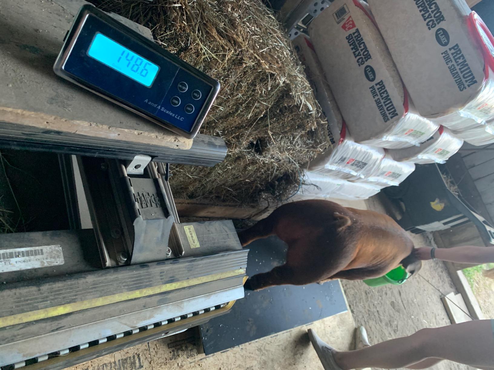 VS-660 Hog Sheep Goat Alpaca Dog Scale 43