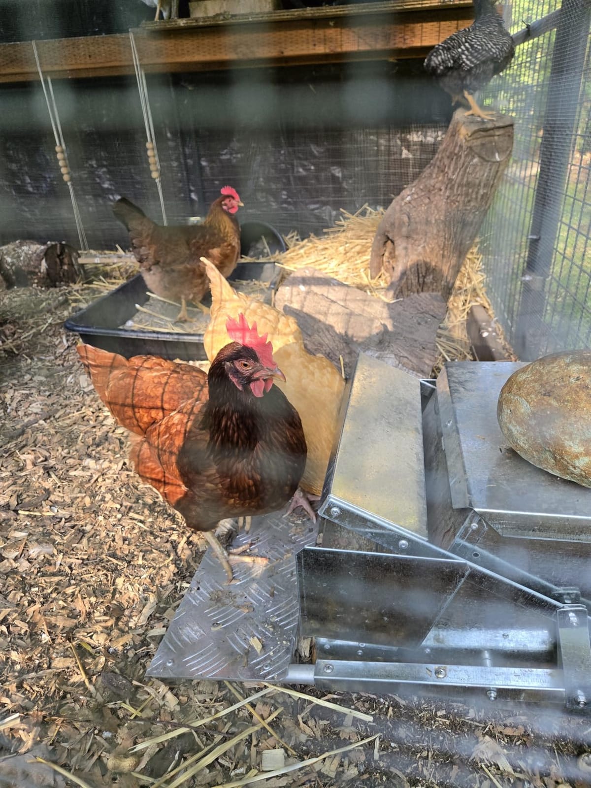 Grandpas Feeders Automatic Chicken Feeder - 40 lbs No Waste Poultry Feeder, Rat Proof & Rodent Proof Treadle Chicken Feeder, Galvanized Steel with Lid, Feeds 6-12 Chickens up to 10 Days customer photo 2