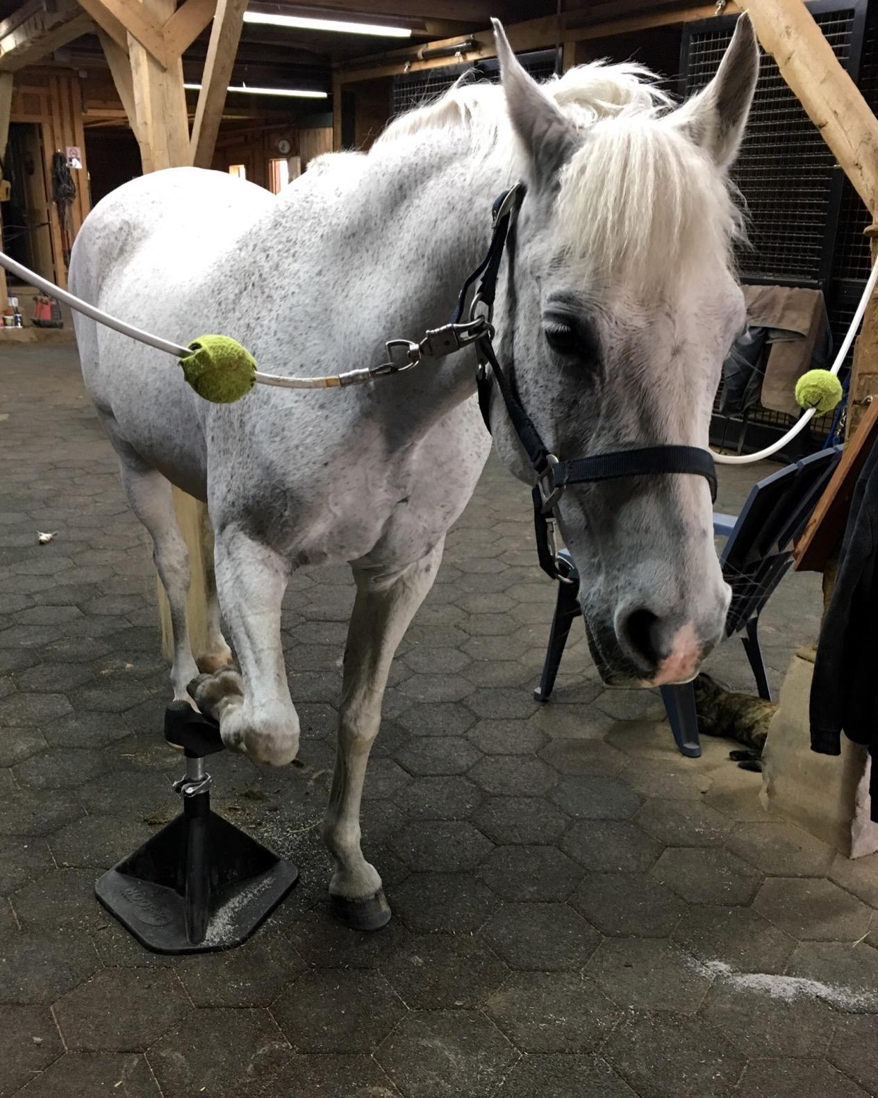 HOOF-IT Blacksmith Farrier Horse Hoof Stand, Black customer photo 2