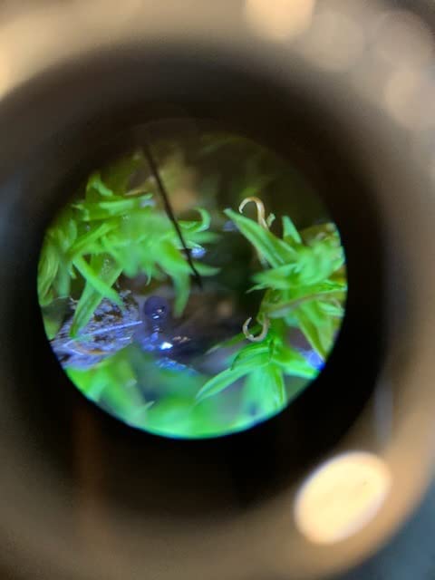 AmScope M162C-2L-PB10-WM Awarded 2018 Best Microscope Kit - 40X-1000X Magnification Range All-Metal Construction customer photo 2