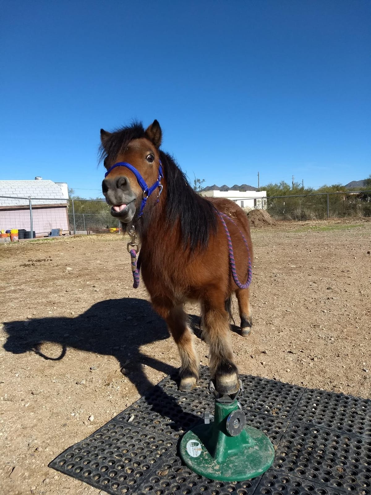 Miniature Horse Farrier Stand - Made specifically to fit the Small hoof and Size of the mini customer photo 1