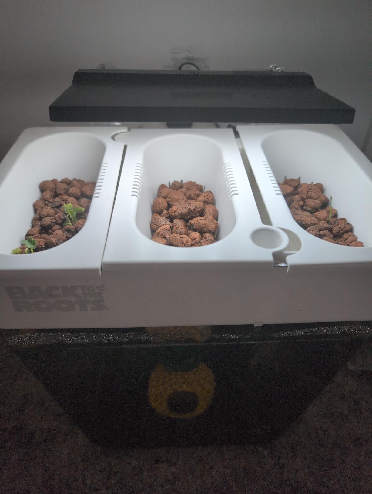 Back to the Roots Indoor Aquaponic Garden - 3 Gallon Self Watering, Mess-Free Planter and Self-Cleaning Fishtank for Herbs, Microgreens, Bamboo, Succulents, and Houseplants, support Fish customer photo 1
