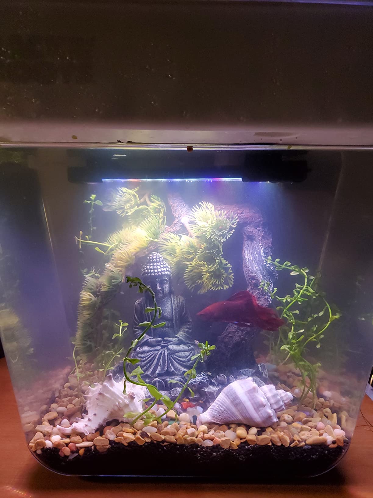 Back to the Roots Indoor Aquaponic Garden - 3 Gallon Self Watering, Mess-Free Planter and Self-Cleaning Fishtank for Herbs, Microgreens, Bamboo, Succulents, and Houseplants, support Fish customer photo 2