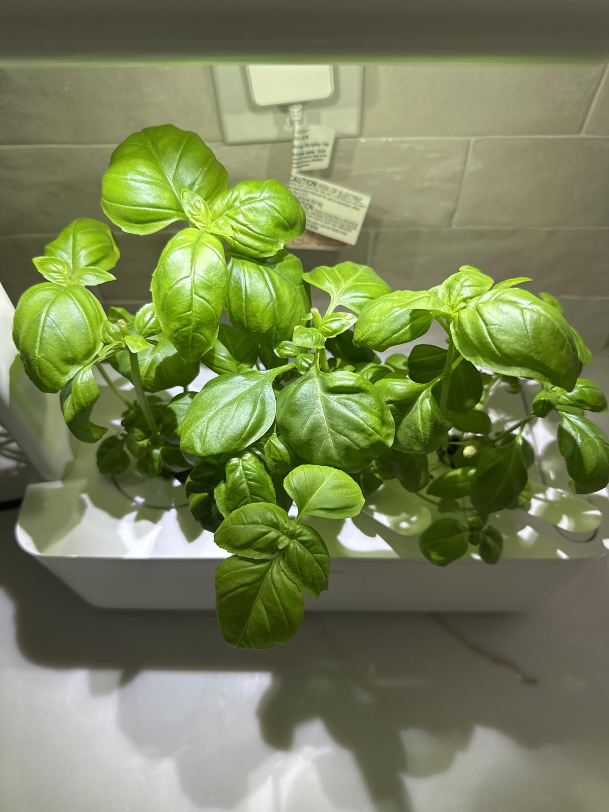 Click & Grow Indoor Herb Garden Kit with Grow Light | Smart Garden for Home Kitchen Windowsill | Easier Than Hydroponics Growing System | Vegetable Gardening Starter (3 Basil Pods Included), White customer photo 1