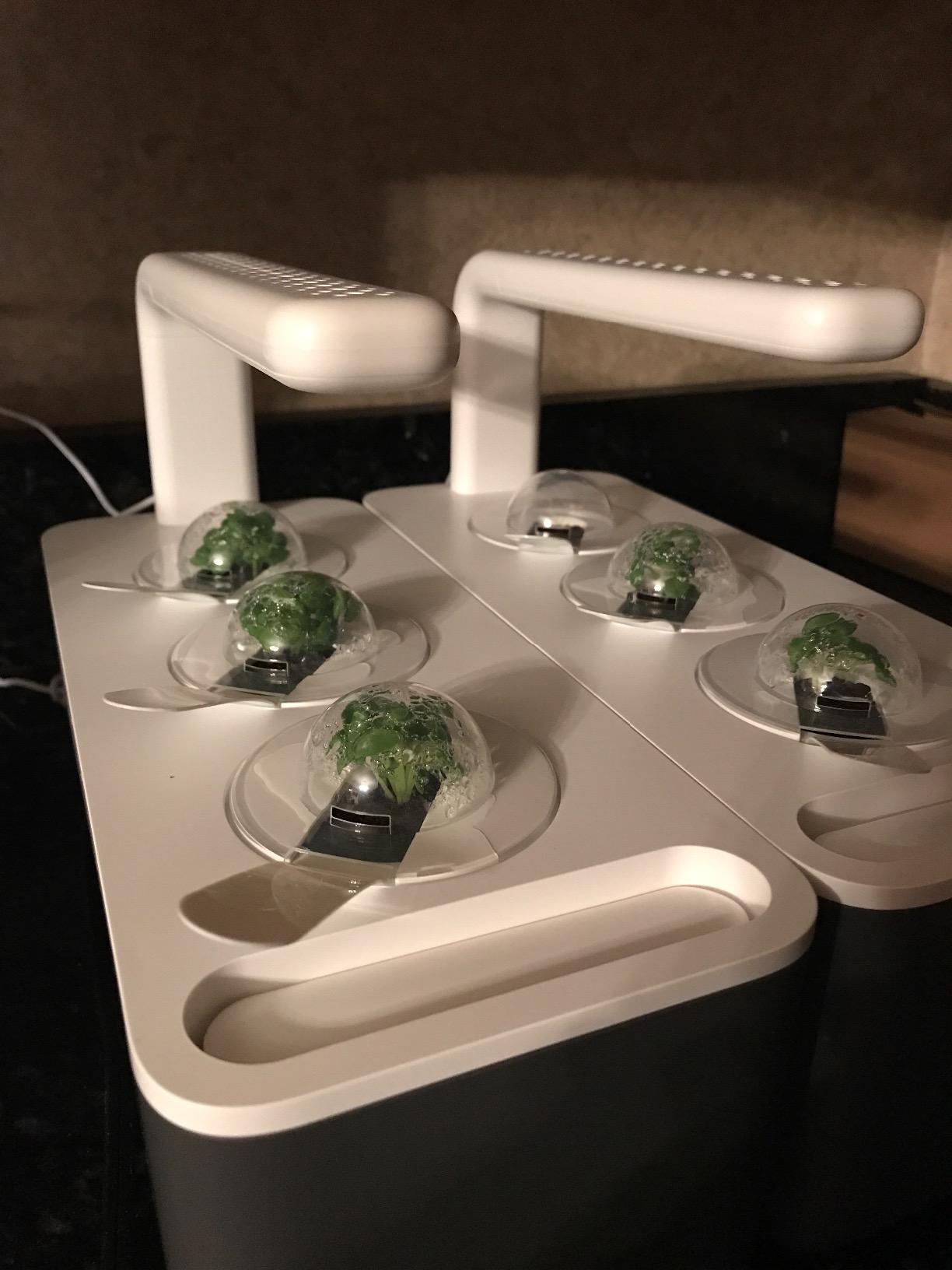 Click & Grow Indoor Herb Garden Kit with Grow Light | Smart Garden for Home Kitchen Windowsill | Easier Than Hydroponics Growing System | Vegetable Gardening Starter (3 Basil Pods Included), White customer photo 2