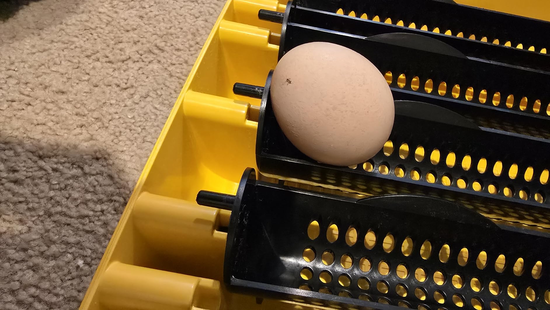 Brinsea Ovation 56 EX Egg Incubator, Automatic Turning & Humidity Control - 50+ years of trusted precision! Built-in automatic humidity, auto-turn & temp alarms take the stress out of hatching 56 eggs customer photo 1