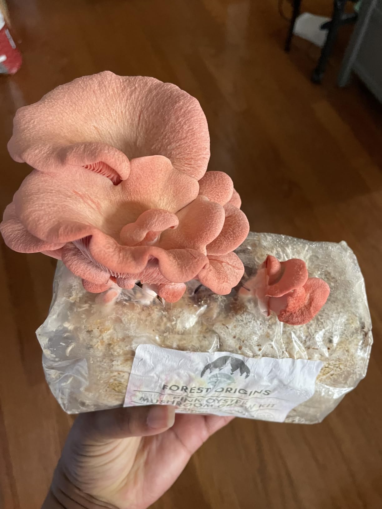 Forest Origins Pink Oyster Mushroom Grow Kit, Beginner Friendly & Easy to Use, Grows in 10 Days | Handmade in California, USA customer photo 1