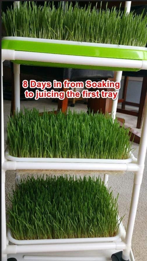 4 Layers Sprout Trays with Extra Strength Plastic Shelf Soil-Free Healthy Wheatgrass Seeds Grower & Storage Trays for Garden Home Office | BPA Free PP Soil-Free Hydroponic Growing & Storage Trays for Mung Beans, Microgreens, Wheatgrass for Home, Indoor Garden customer photo 1