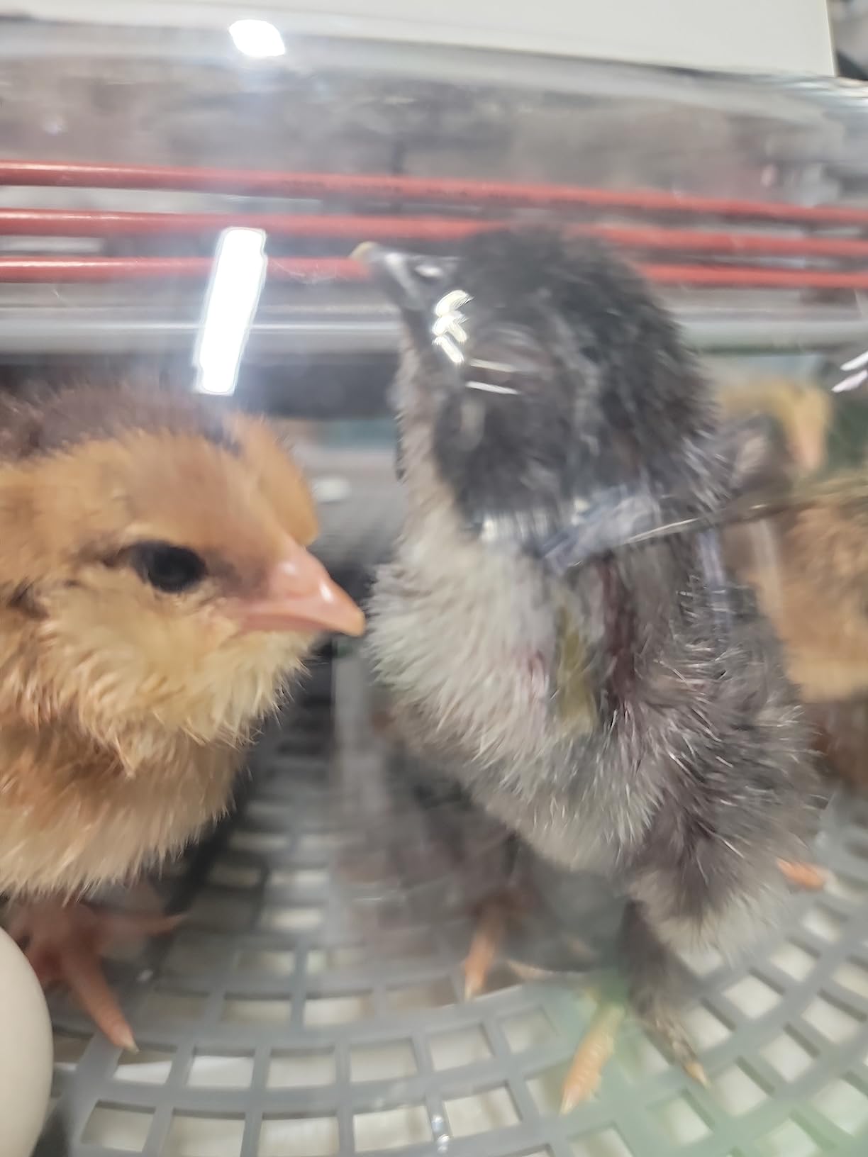Harris Farms Nurture Right Egg Incubator with Auto Turner, Holds 22 Eggs customer photo 2