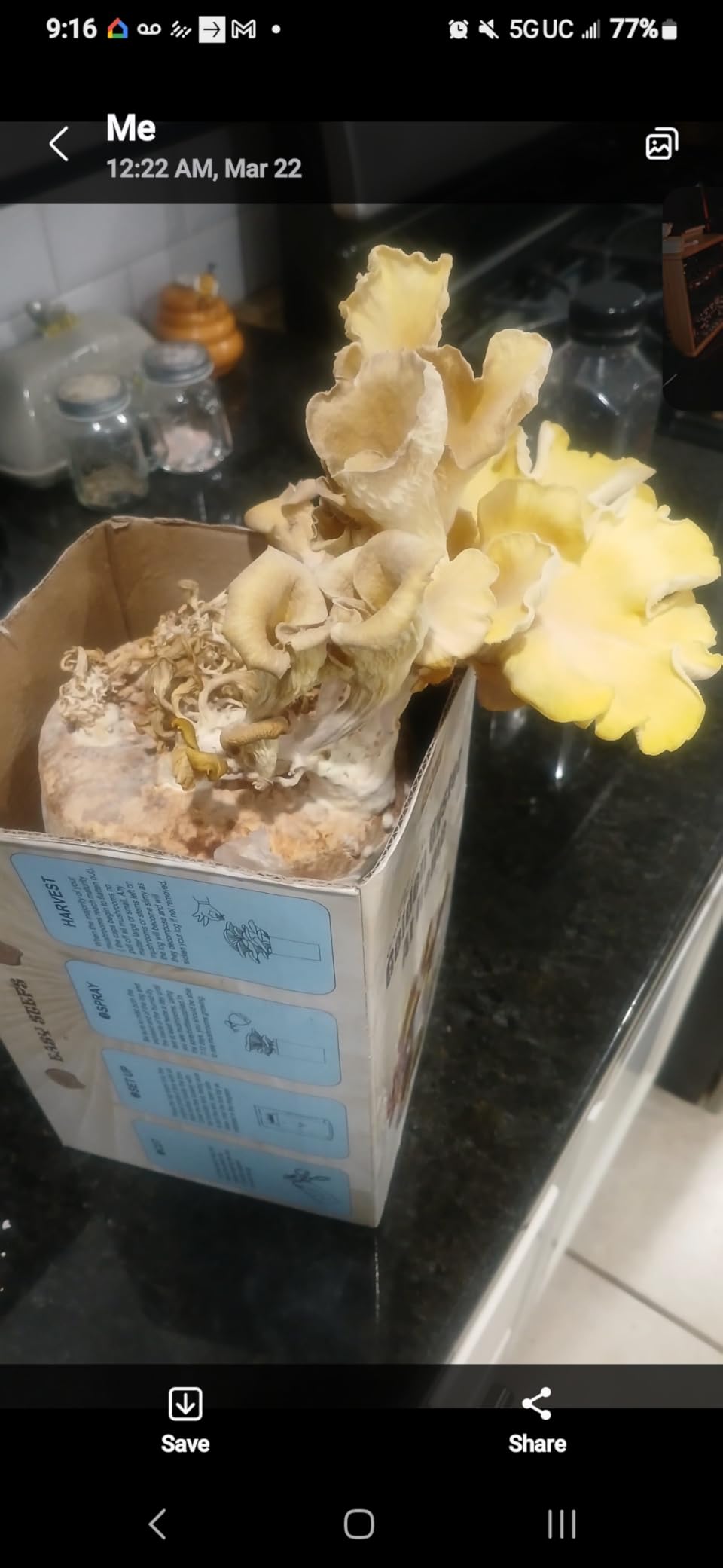 Root Mushroom Farm-Golden Oyster Mushroom Grow Kit customer photo 2