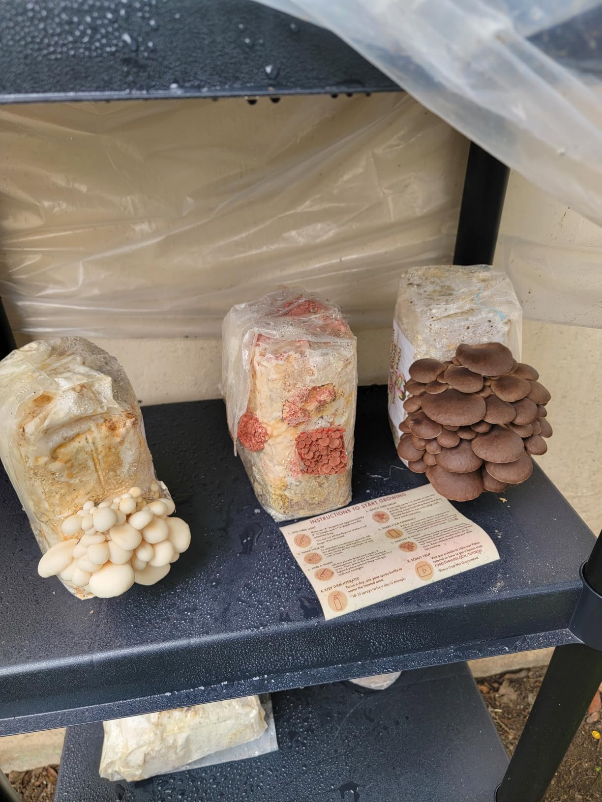 Forest Origins Specialty Trio Oyster Mushroom Grow Kit 3-Pack Variety - Beginner Friendly & Easy to Use, Grows in 10 Days customer photo 1