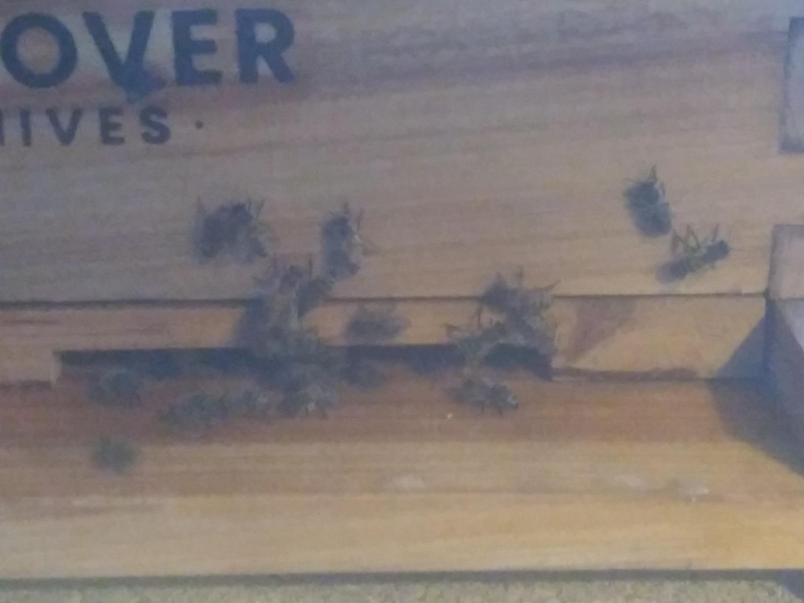 Complete 8-Frame Beehive Kit - Wax-Coated Fir Wood, Includes 2 Deep Brood Boxes, 1 Medium Super, Langstroth Frames & CellTech Foundations - Durable, Weather-Resistant Beekeeping Supplies customer photo 2