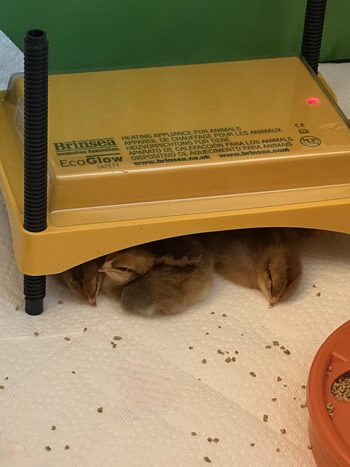 Brinsea Ecoglow Safety 600 Chick or Duckling Brooder, Up to 20 Chicks | 50+ years of trusted care! Height-adjustable 12W Brooder Plate delivers safe low voltage heat for natural stress-free growth customer photo 1