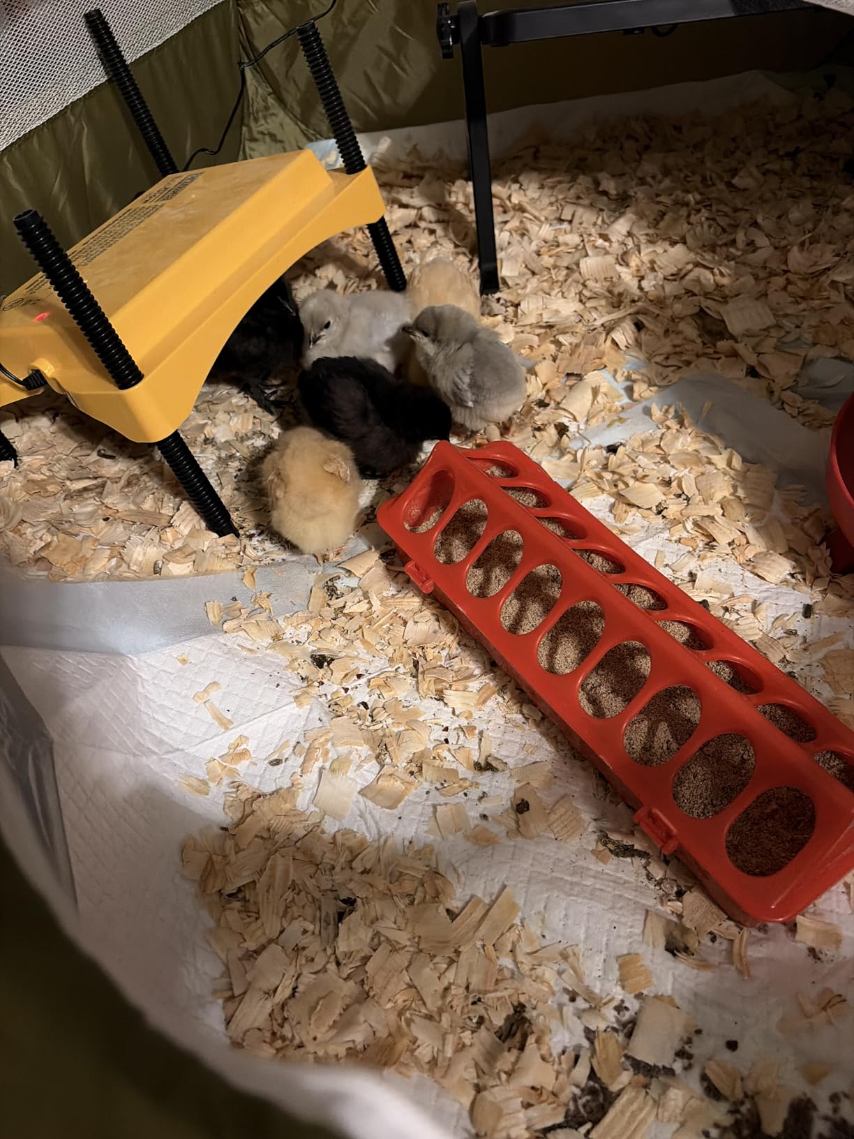 Brinsea Ecoglow Safety 1200 Chick or Duckling Brooder, Up to 35 Chicks | 50+ years of trusted care! Height-adjustable 18W Brooder Plate delivers safe low voltage heat for natural stress-free growth customer photo 1