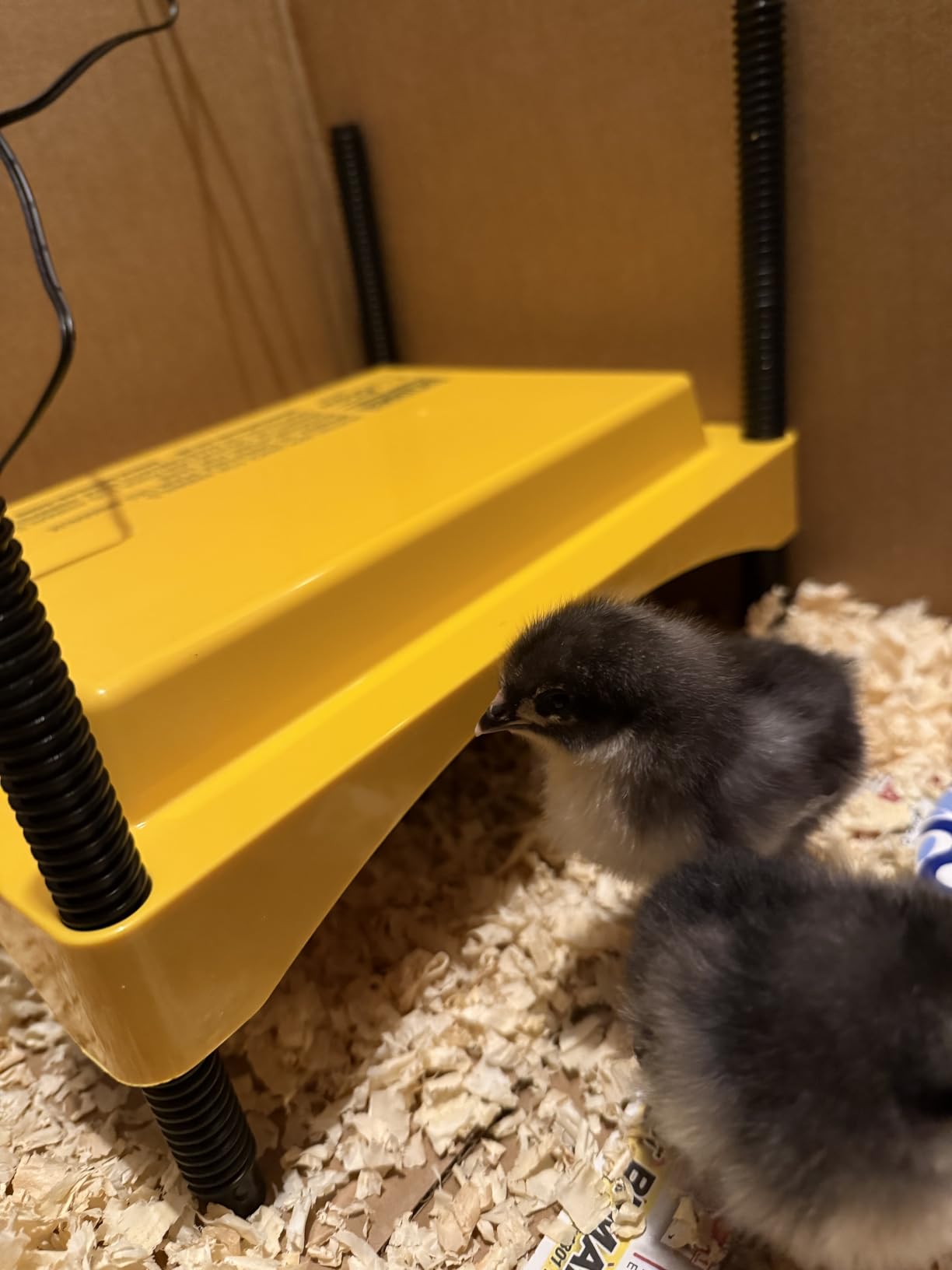 Brinsea Ecoglow Safety 1200 Chick or Duckling Brooder, Up to 35 Chicks | 50+ years of trusted care! Height-adjustable 18W Brooder Plate delivers safe low voltage heat for natural stress-free growth customer photo 2