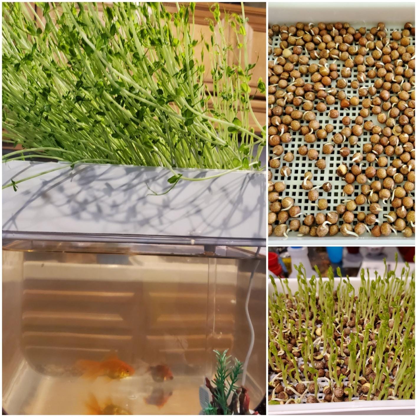 Hydroponic Garden Aquaponic Fish Tank Plants Growing System Self-Cleaning Seed Sprouter Tray customer photo 1