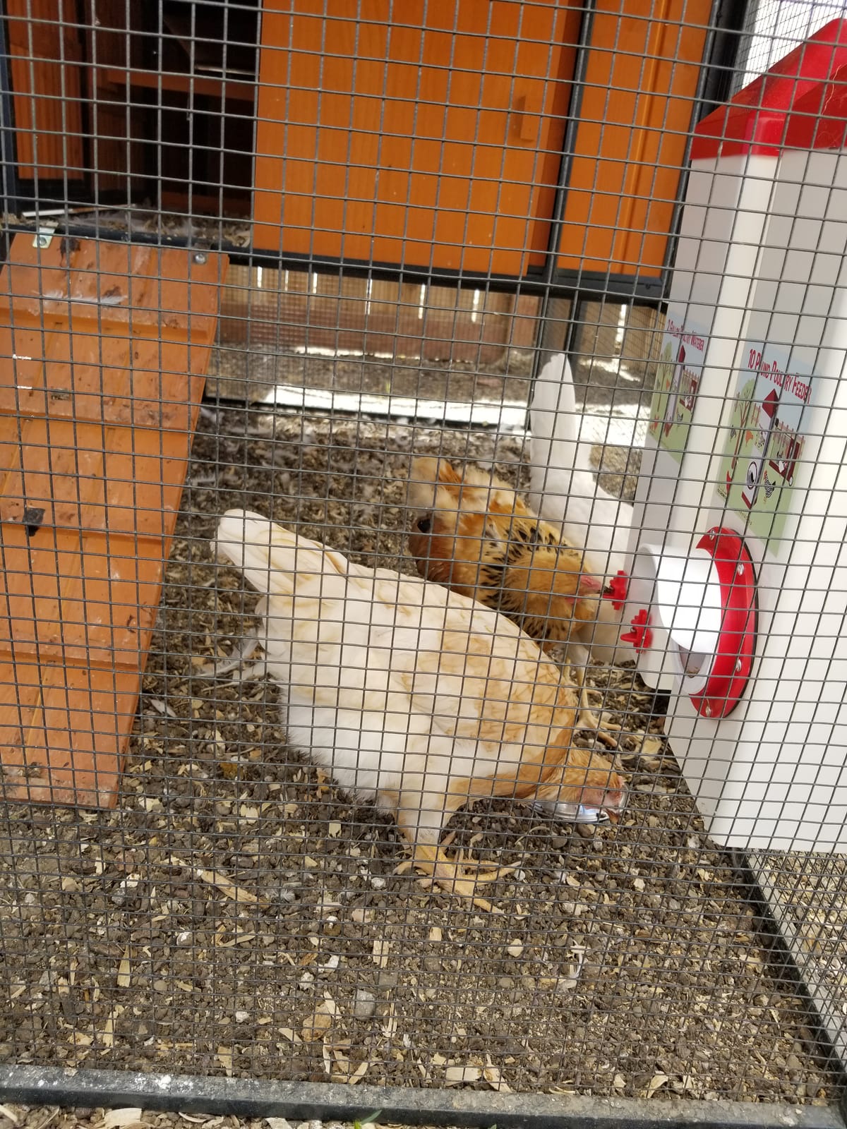 RentACoop 2 Gallon High Rise Chicken Waterer with Cups & Nipples customer photo 1