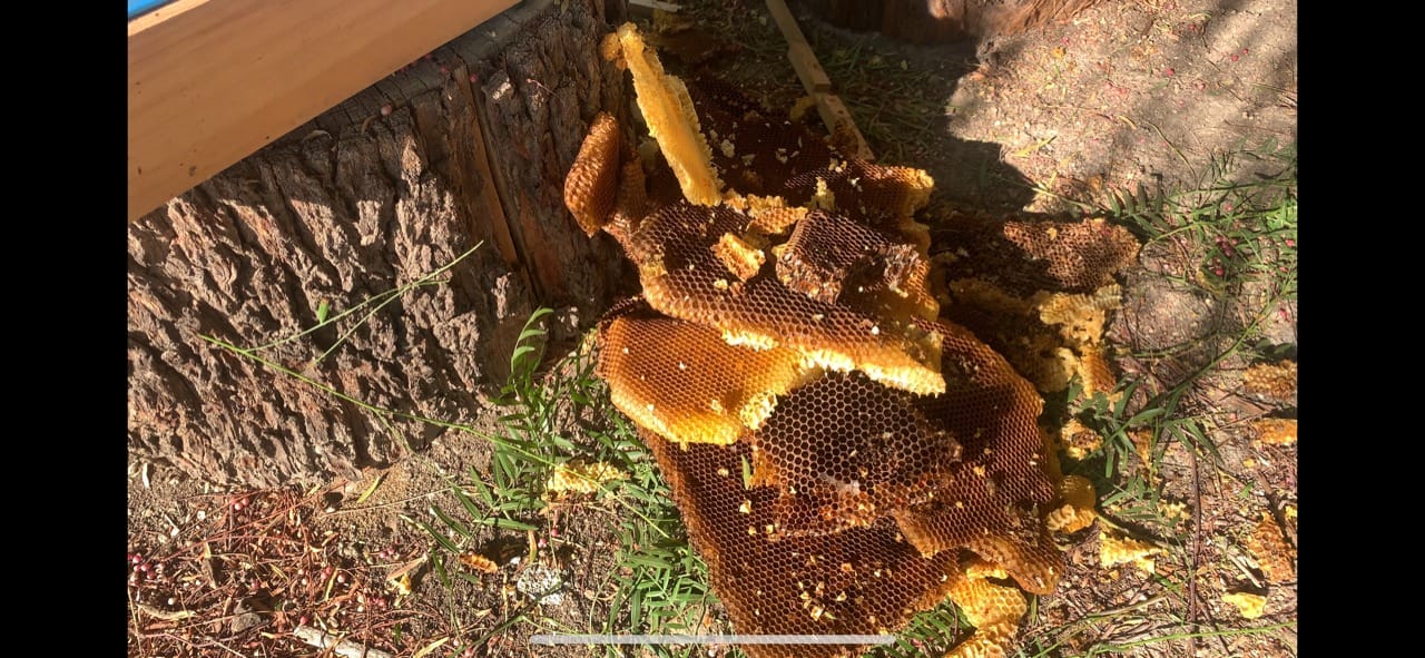 Bee-Quick Organic-Approved Beekeeper-Only Tool for Honey Harvesting customer photo 2
