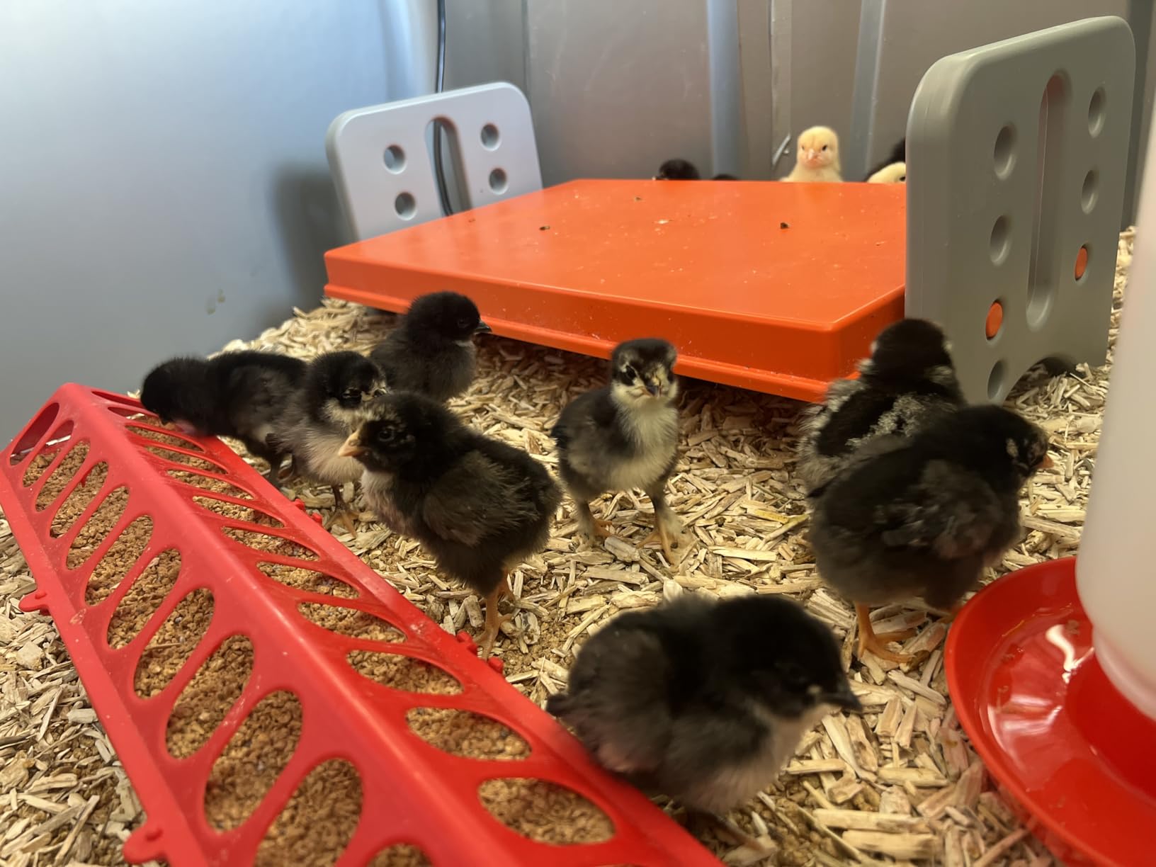 K&H Brooder Plate, Thermo-Poultry Brooder, Safety Listed, Large 40 Watts | Chicken Coop Heater with Safety Light, Adjustable Heat Plate for Chicks, Warms up to 30 Chicks, Gray/Orange customer photo 2