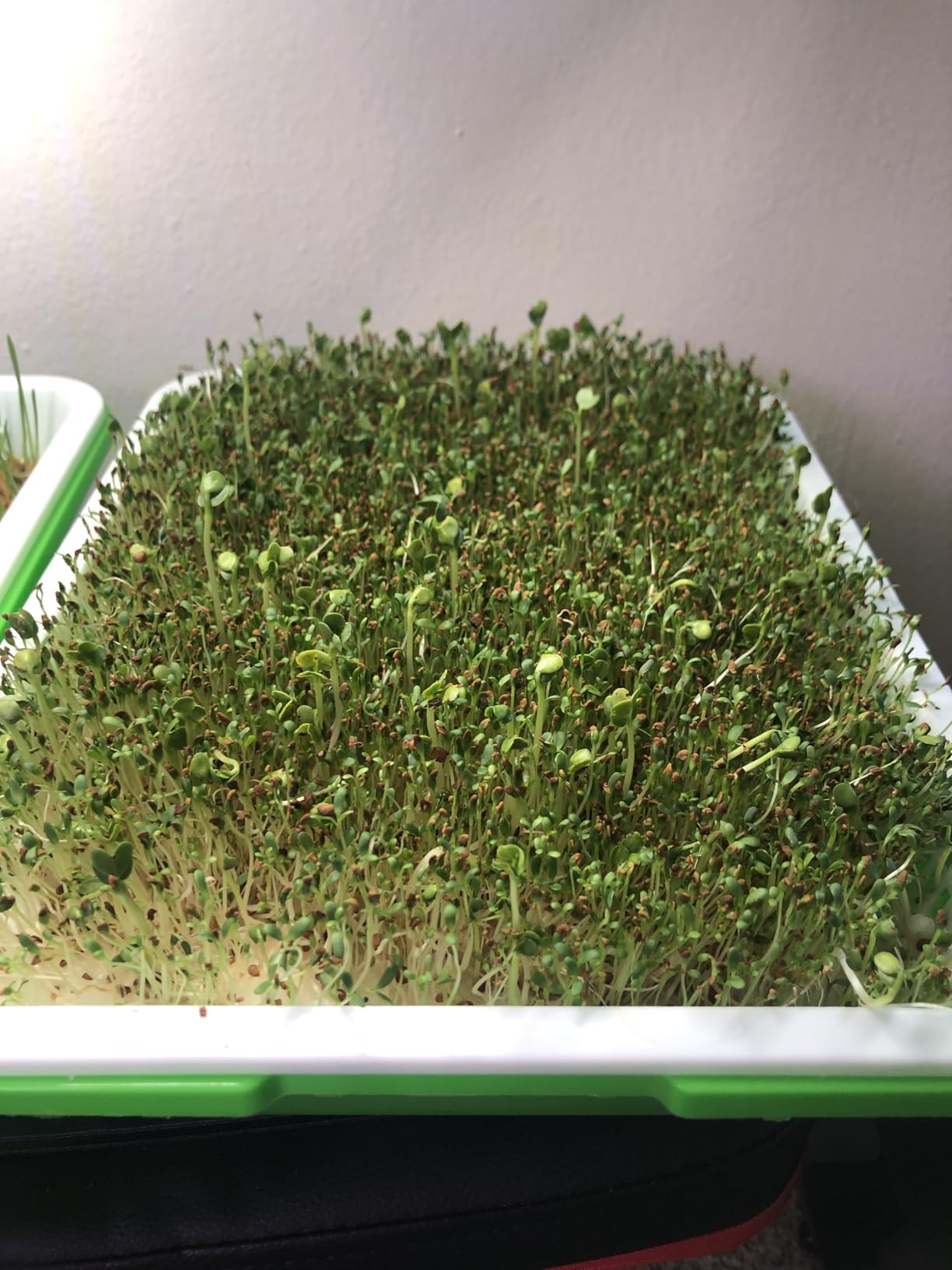Legigo 5 Pack Seed Sprouter Trays with Lids- Soil-Free Cultivation Germination Tray, BPA Free Micro Greens Growing Trays Seed Sprouting Trays Kit with Germinating Paper for Wheatgrass, Beans and More customer photo 2