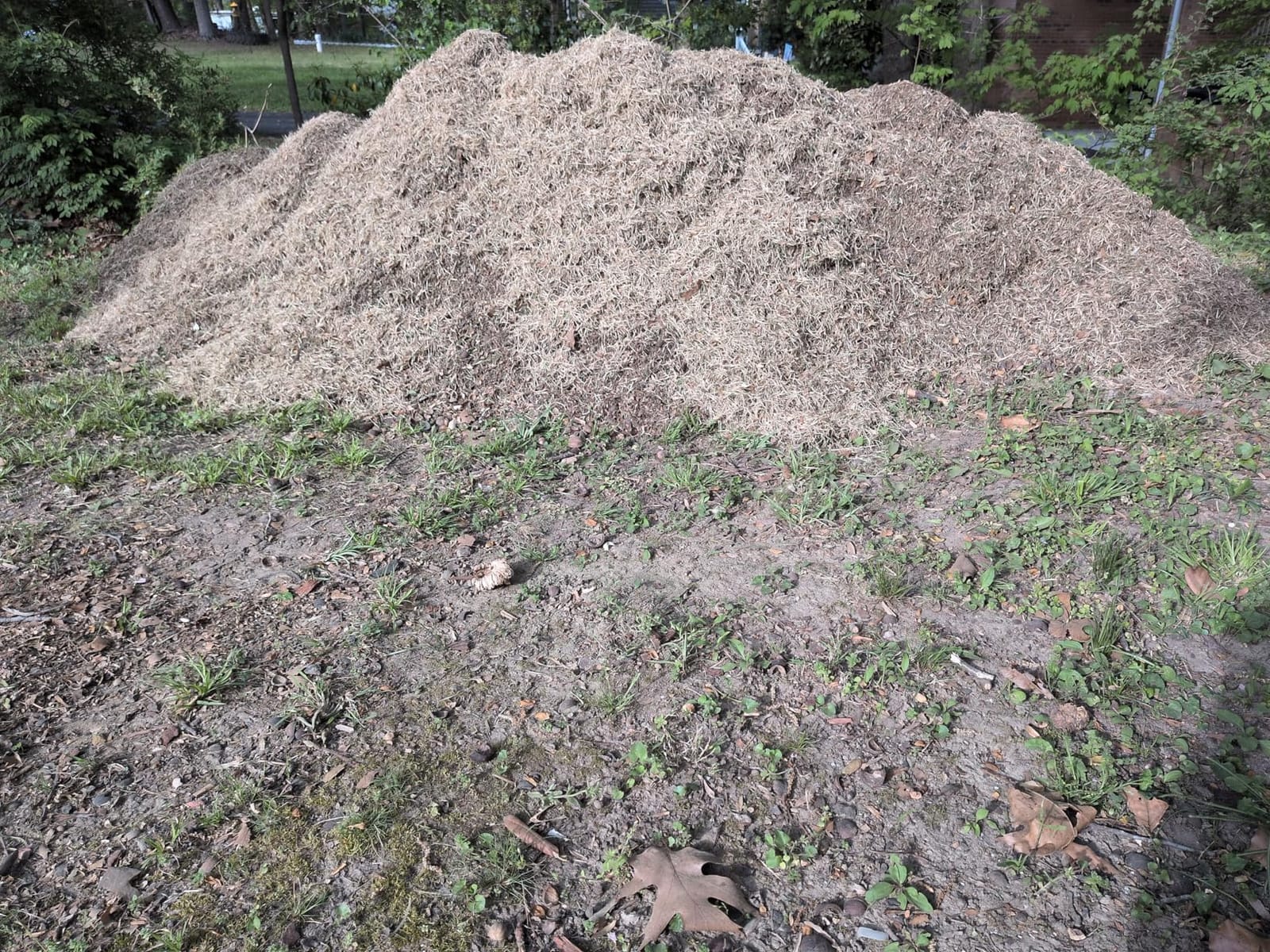 Sun Joe 15-Inch Lawn Dethatcher with Scarifier Blade Reel, AJ805E - 13-Amp Corded Yard Power Rake Tool Machine for Grass Thatch Removal customer photo 2