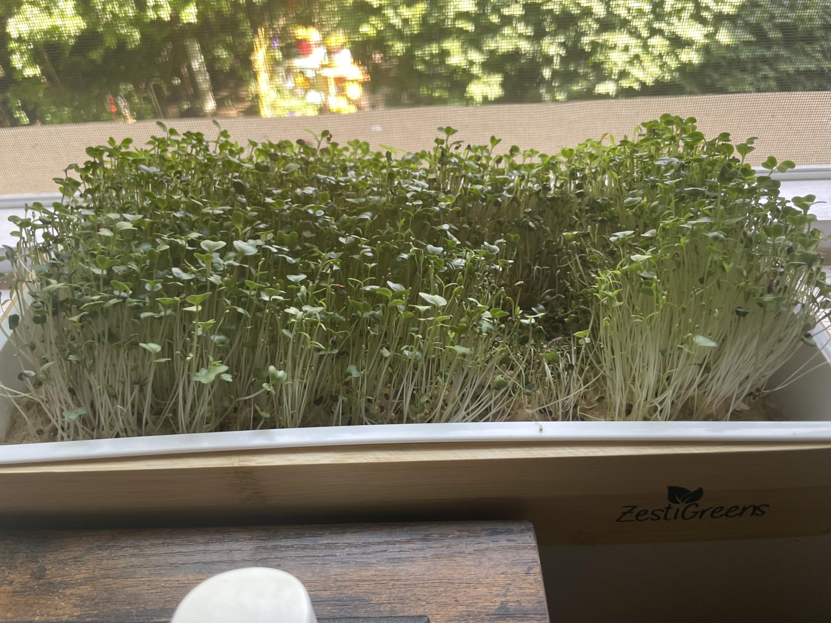 Organic Self-Watering Microgreens Growing Kit - Reusable Indoor Grow Tray with Organic Seeds, Grow Mats & Bamboo Frame - Easy No-Soil Microgreens Starter Kit (Broccoli & Salad Mix) customer photo 1