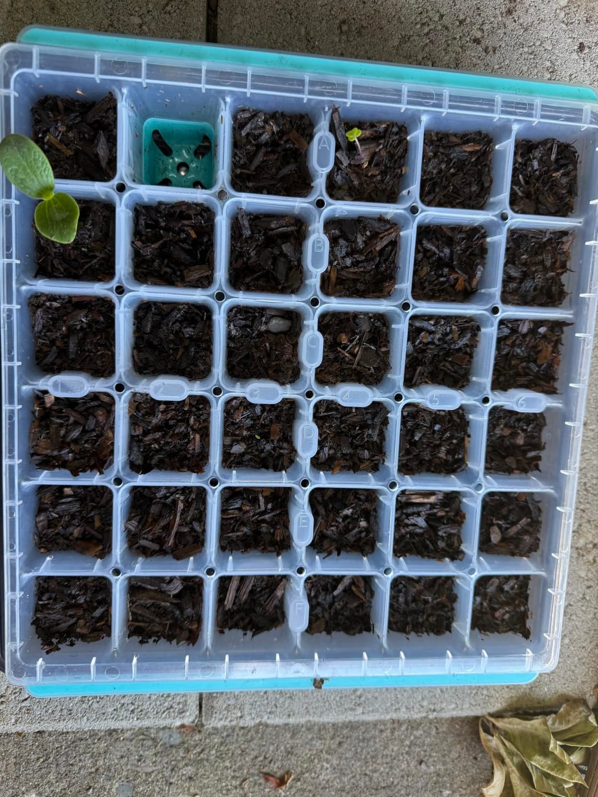 Burpee SuperSeed Seed Starting Tray | 36 Cell Reusable Seed Starter Tray | for Starting Vegetable, Flower & Herb Seeds customer photo 2