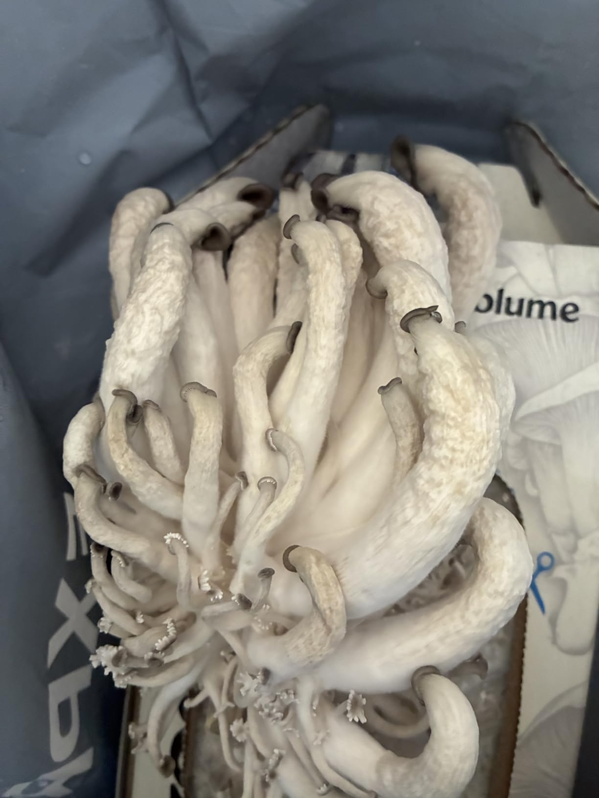 BloomBox Blue Oyster Mushroom Grow Kit - Spray & Grow - Pre-Inoculated Indoor Mushroom Farm - Beginner Friendly - Harvest Fresh Gourmet Mushrooms in Days - Perfect Gift customer photo 1