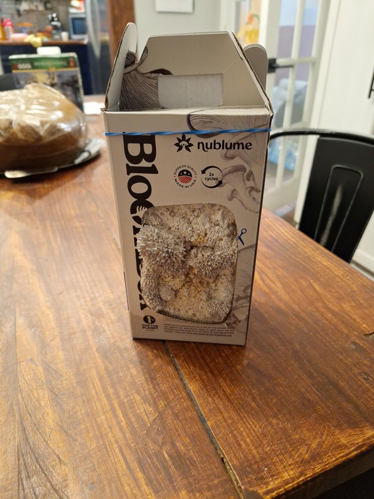 BloomBox Blue Oyster Mushroom Grow Kit - Spray & Grow - Pre-Inoculated Indoor Mushroom Farm - Beginner Friendly - Harvest Fresh Gourmet Mushrooms in Days - Perfect Gift customer photo 2