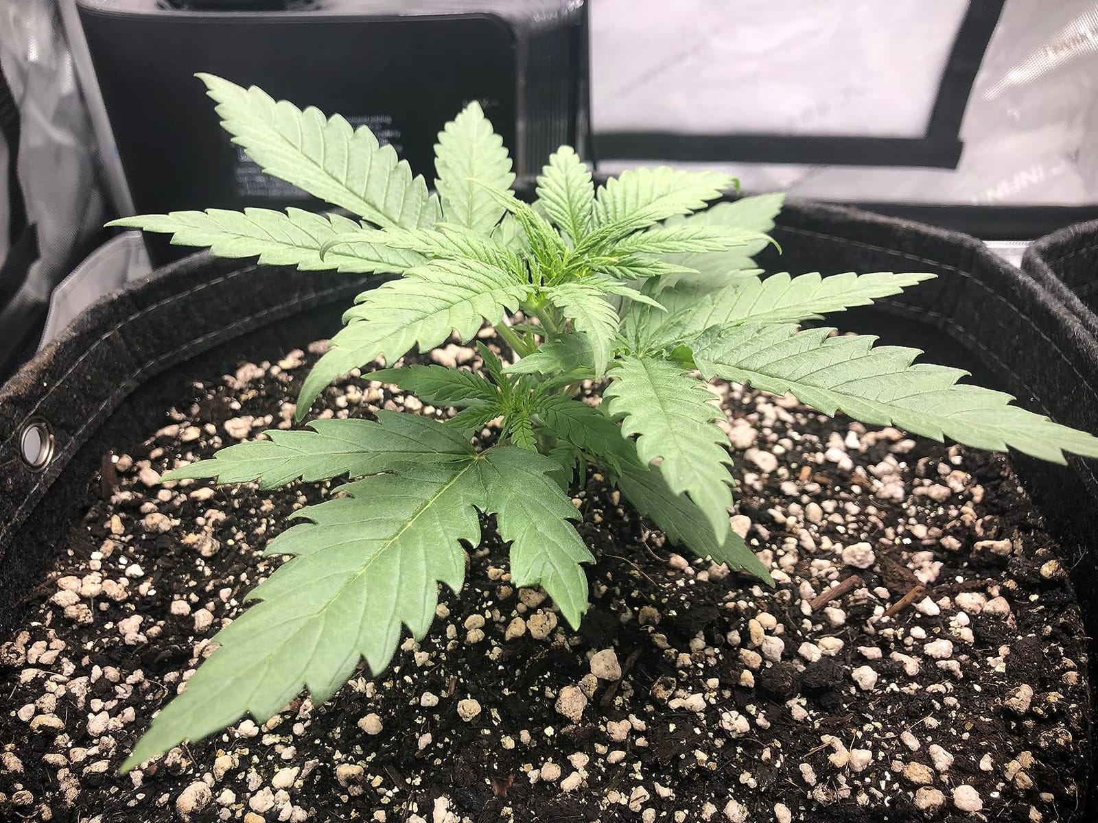 AC Infinity AI Grow System 3x3, 3-Plant Kit w/Self-Learning AI Controller | Dynamic Airflow & LM301H LED Lighting Control, 2000D Mylar Tent w/ Lab-Tested Reflectivity, Largest Zippered Window customer photo 1