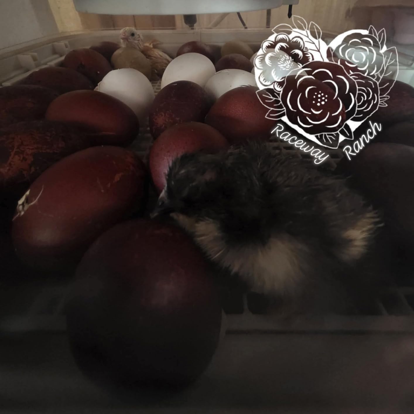 MATICOOPX 30 Egg Incubator with Humidity Display, Egg Candler, Automatic Egg Turner, for Hatching Chickens customer photo 1