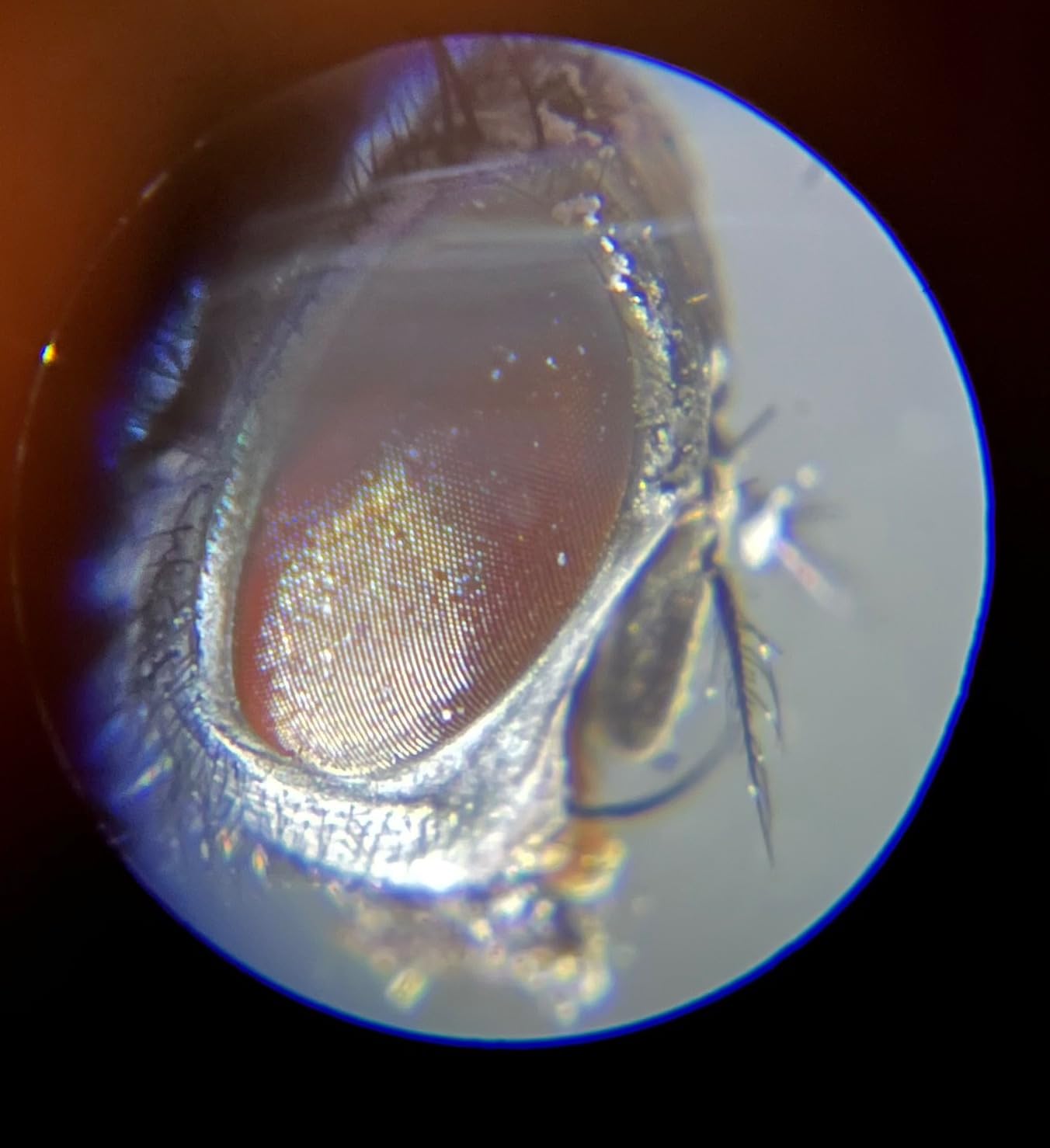 National Geographic Microscope for Kids with Up to 400x Magnification | Prepared and Blank Slides, Rock and Mineral Specimens, Easy-to-Use Science Kit, STEM Project Toy, Ages 6+ customer photo 1