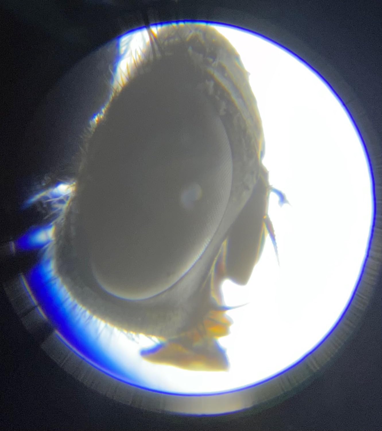 National Geographic Microscope for Kids with Up to 400x Magnification | Prepared and Blank Slides, Rock and Mineral Specimens, Easy-to-Use Science Kit, STEM Project Toy, Ages 6+ customer photo 2