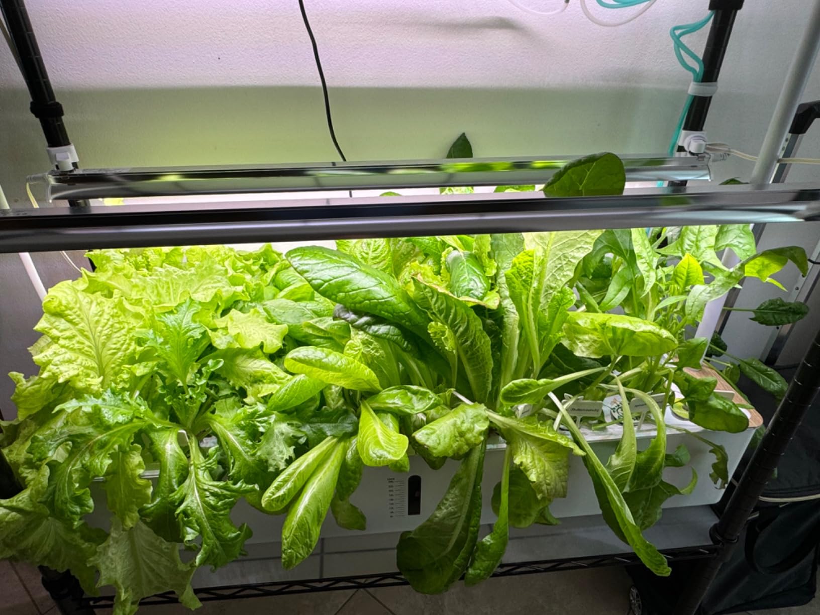 Ahopegarden Indoor Garden Hydroponics Growing System Kit: 60 Pods Indoor Herb Garden with LED Grow Light - 32L Large Capacity Hydroponic Tower customer photo 1